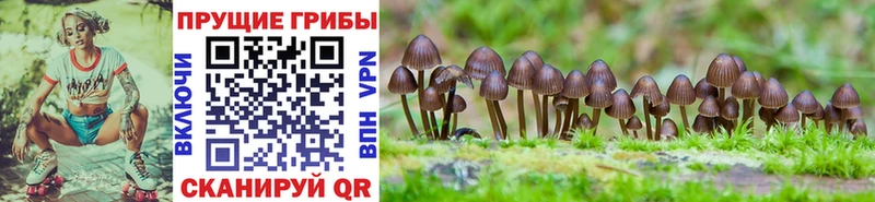 Галлюциногенные грибы прущие грибы  Ковылкино 